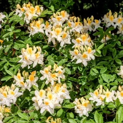 Azalée de Chine blanche - Une pluie de fleurs blanches