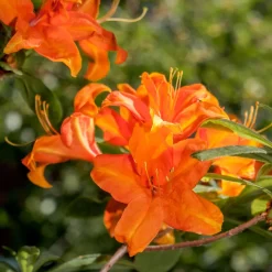 Azalée de Chine Glowing Amber - Un feu orange au jardin