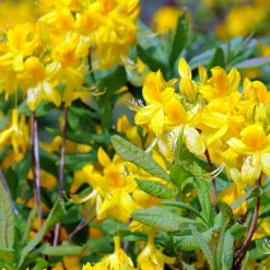 Azalée de Chine jaune - Explosion jaune au printemps