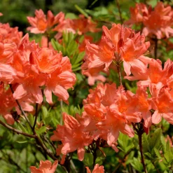 Azalée de Chine rouge orangée - L'ombre s'embrase de couleur