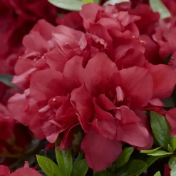 Azalée du Japon Encore® Autumn Fire - Deux floraisons rouge feu
