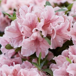 Azalée du Japon Encore® Sunburst - Des fleurs 3 saisons