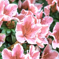 Azalée du Japon Encore® Sunburst - Des fleurs 3 saisons