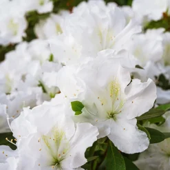 Azalée du Japon Encore White Julia - Deux floraisons par an
