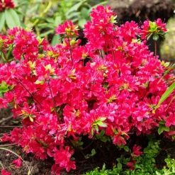 Azalée du Japon rouge - Une explosion rouge au jardin
