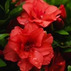 Azalée du Japon rouge - Une explosion rouge au jardin