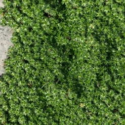 Azorelle - Le tapis vert qui ignore le froid