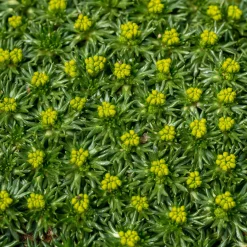 Azorelle - Le tapis vert qui ignore le froid