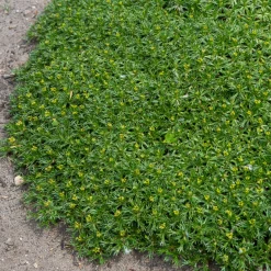 Azorelle - Le tapis vert qui ignore le froid