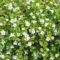 Bacopa blanc - Une cascade de fleurs blanches