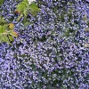 Bacopa bleu - Cascade fleurie tout l'été