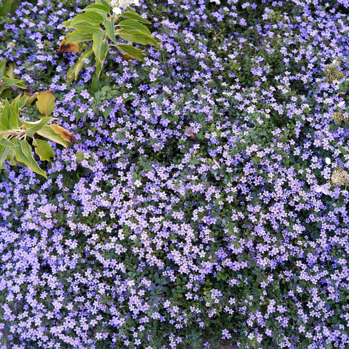 Bacopa bleu - Cascade fleurie tout l'été