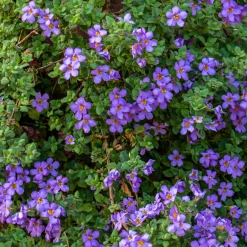 Bacopa bleu - Cascade fleurie tout l'été
