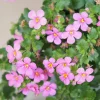 Bacopa rose - Cascade rose tout l'été