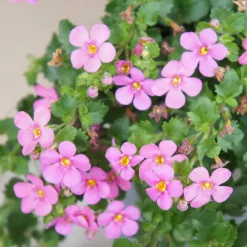 Bacopa rose - Cascade rose tout l'été