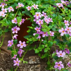 Bacopa rose - Cascade rose tout l'été