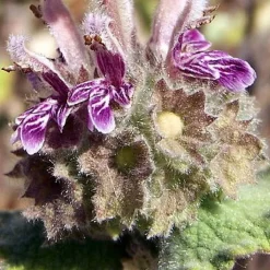 Ballota hirsuta - Le jardin sec sans effort