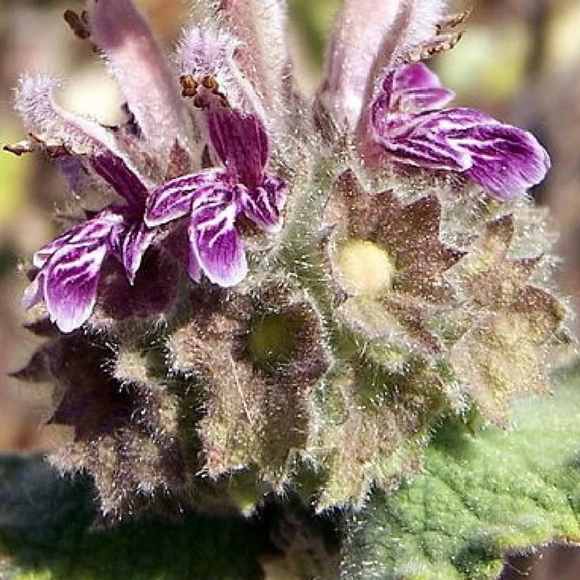 Ballota hirsuta - Le jardin sec sans effort