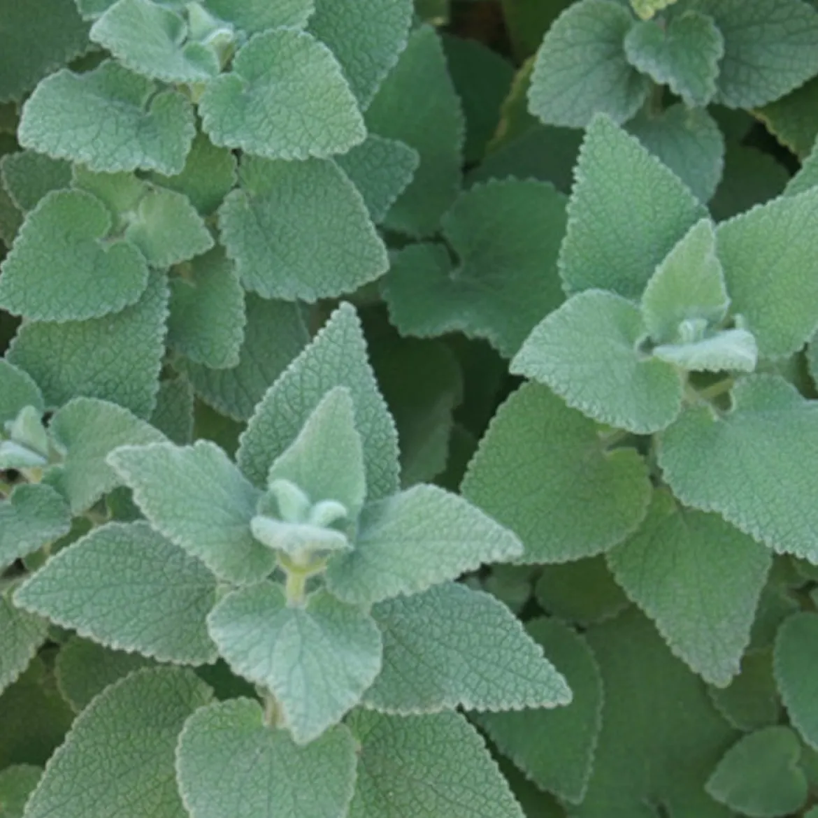 Ballota hirsuta - Le jardin sec sans effort