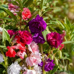 Balsamine à fleurs de camélia en mélange - Massifs fleuris tout l'été