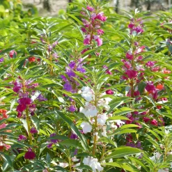 Balsamine à fleurs de camélia en mélange - Massifs fleuris tout l'été