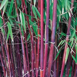 Bambou à cannes Rouges non-traçant - Brise-vue rouge, zéro invasion