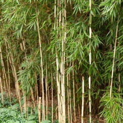 Bambou Fargesia robusta Pingwu non-traçant - Une haie brise-vue sans envahir