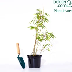 Bambou Fargesia rufa non-traçant - Un écran vert sans envahir