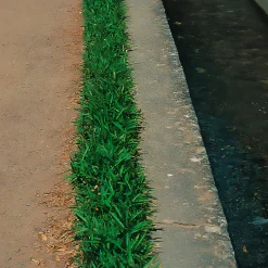 Bambou nain couvre-sol - Un tapis vert sans effort