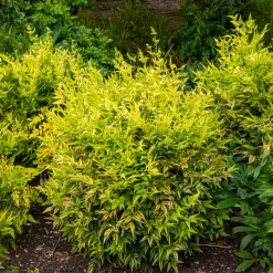 Bambou sacré Magical Lemon Lime - Des couleurs toute l'année