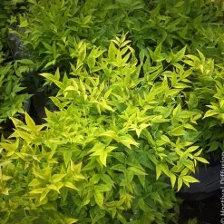 Bambou sacré Magical Lemon Lime - Des couleurs toute l'année