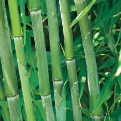 Bambou traçant à chaumes verts - Un écran vert en un temps record