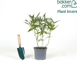 Bambou traçant à chaumes verts - Un écran vert en un temps record