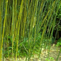 Bambou traçant à chaumes verts - Un écran vert en un temps record