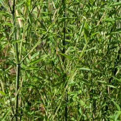 Bambou traçant à chaumes verts - Un écran vert en un temps record