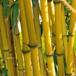 Bambou traçant jaune - Un rideau vert en un été