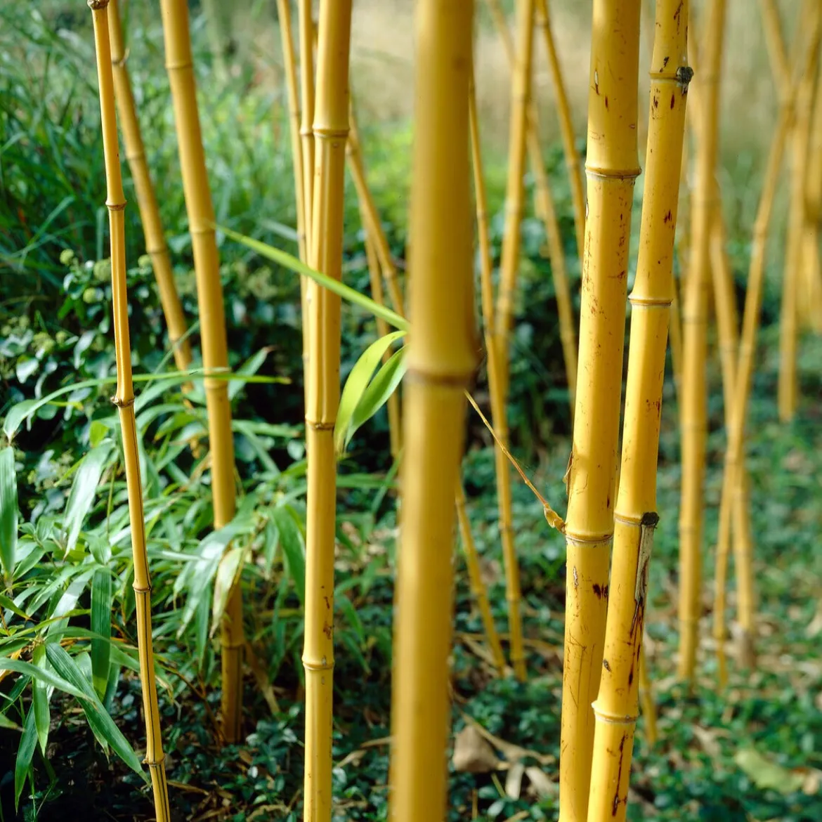 Bambou traçant jaune - Un rideau vert en un été