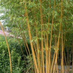 Bambou traçant jaune - Un rideau vert en un été