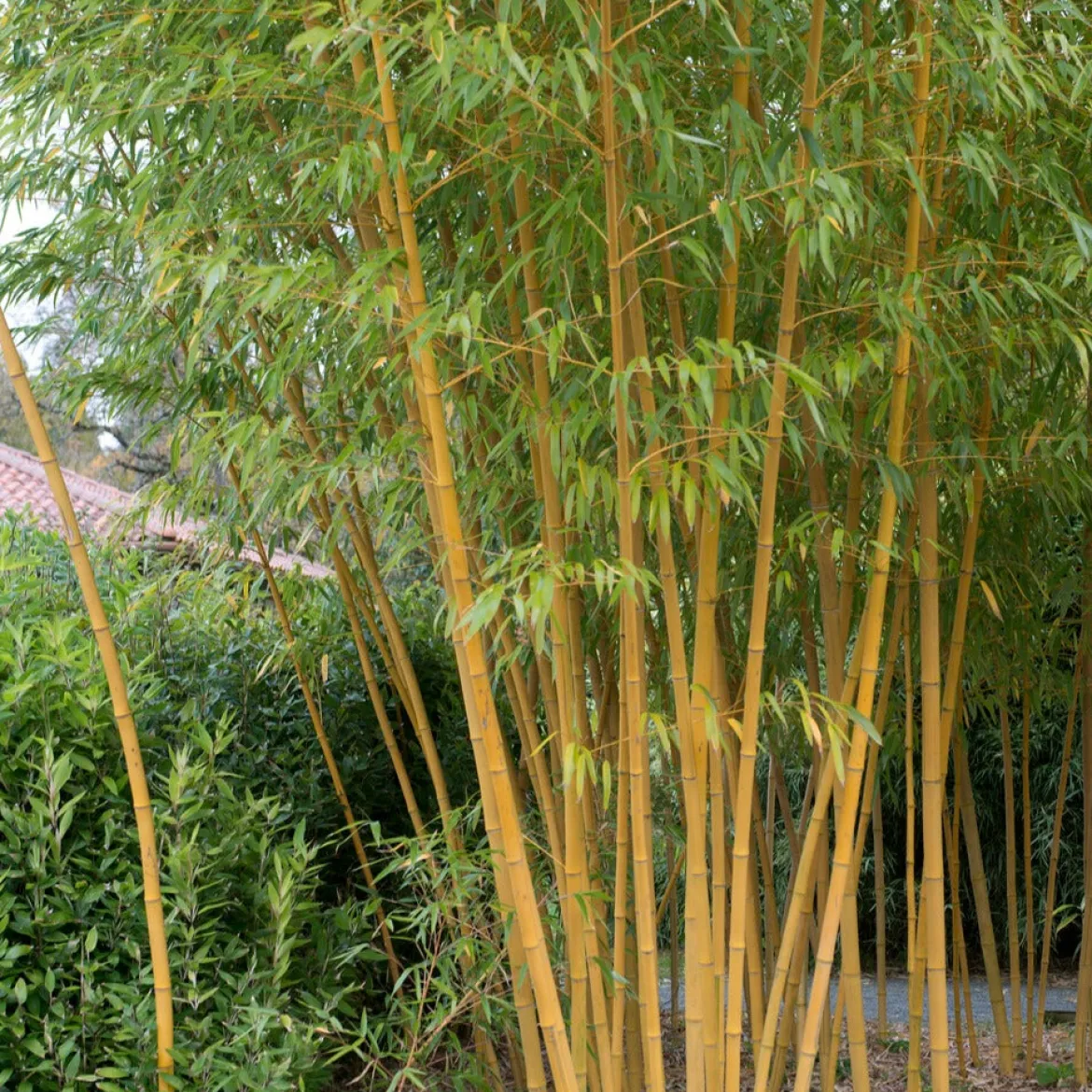 Bambou traçant jaune - Un rideau vert en un été