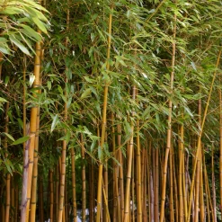 Bambou traçant panaché - Un écran vert en un été