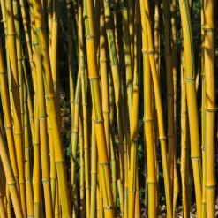 Bambou traçant panaché - Un écran vert en un été
