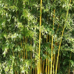 Bambou traçant panaché - Un écran vert en un été