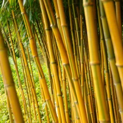 Bambou traçant panaché - Un écran vert en un été
