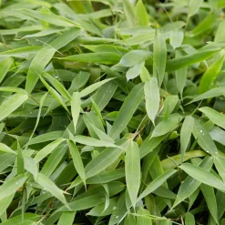 Bambou vert non-traçant - Une haie sans envahir