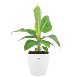 Bananier d'ornement nain + cache pot blanc 14 cm. - Fruits et feuillage luxuriants
