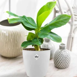 Bananier d'ornement nain + cache pot blanc 14 cm. - Fruits et feuillage luxuriants