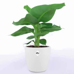 Bananier d'ornement nain + cache pot blanc 14 cm. - Fruits et feuillage luxuriants