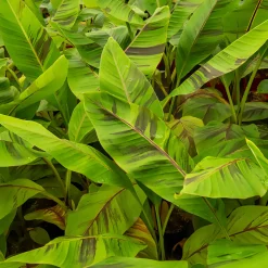 Bananier du japon Ever Red - L'exotisme rouge au jardin