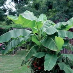 Bananier du Japon - Un air tropical au jardin