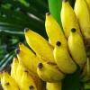 Bananier fruitier Dajiao - Des bananes chez vous